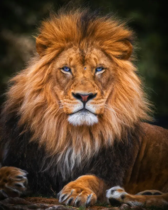 brown lion lying on ground